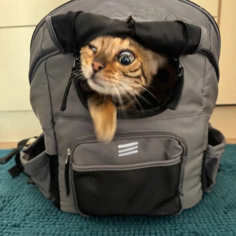 ROCKBROS Folding Bike Pet Bag Backpack
